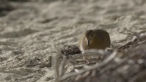 Small bird searching for food in the dry grass near the coast Stock-Footage 77809853