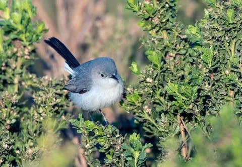 Small bird searching through the vegetation. Stock Photos