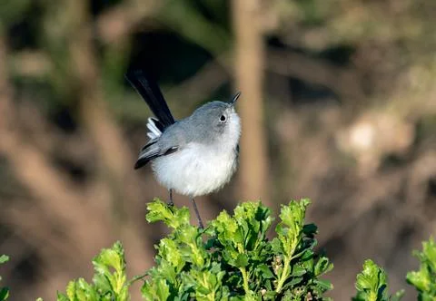 Small bird searching through the vegetation. Stock Photos