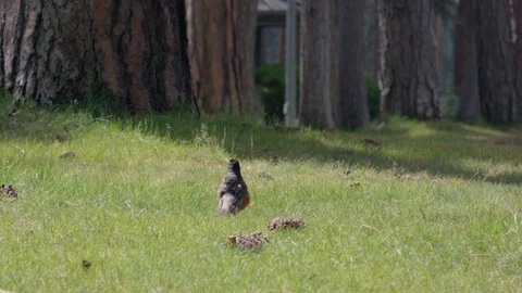 Small bird shaking its feathers and jumping/running in slow motion. Stock Footage 93627829