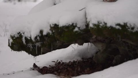 Small Bird Sheltering from Snowfall 動画素材 315894544