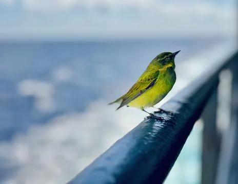 Small bird on ship railing with ocean background, marine wildlife concept Stock Photos
