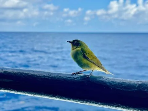 Small bird on ship railing with ocean background, marine wildlife concept Stock Photos