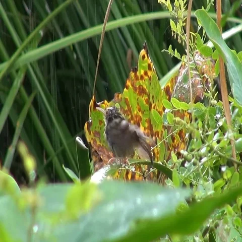 Small Bird Showers In The Rain Stock Footage 69719839