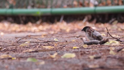 Small bird on sidewalk playing with stick Stock Footage 239872965