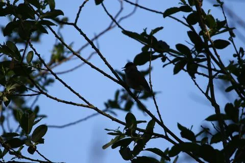 Small bird silhouette perched on tree branch against pale blue sky Stock Photos