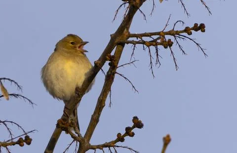 Small bird singing on bare branch against blue sky Foto stock