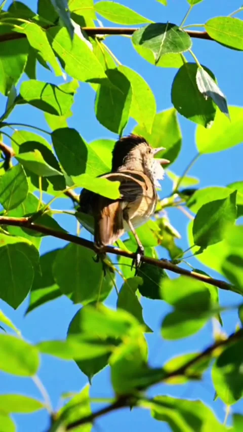 Small bird singing perched on a green tree branch against a blue sky Stockbeeldmateriaal 336033581