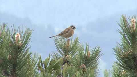 Small bird singing in spring mountain. Stock-Footage 39839433