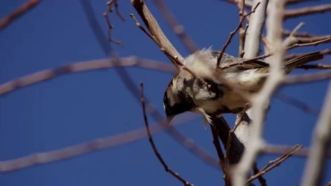Small bird sits on bare tree branch in nature Stock Footage 329816640