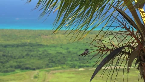 A small bird sits on a branch of coconut palm tree against a beautiful tropical Stock Footage 244540875