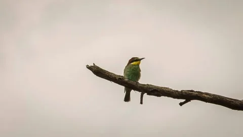 A small bird sits on a branch Stock Footage 136675763