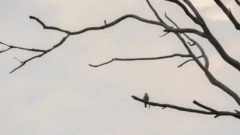 A small bird sits on a branch Stock Footage