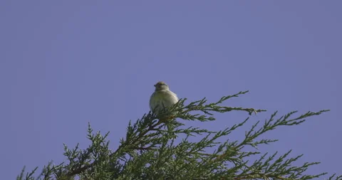 A small bird sits on a bush, 4K slomo Stock Footage 246351460