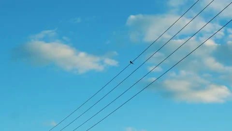 A small bird sits on electrical wires against a blue sky Stockbeeldmateriaal 123669184