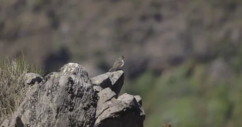 A small bird sits on a rock in the mountains, Madeira 4K slomo Stock Footage 246358678