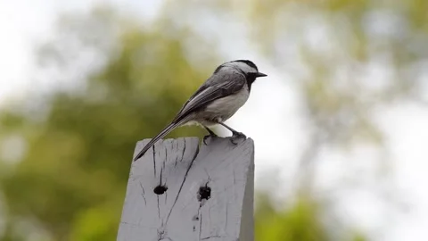 A small bird sits in a wood post Stock Footage 164499669