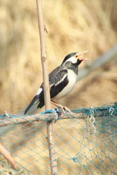 Small bird sitting alone Stock Photos