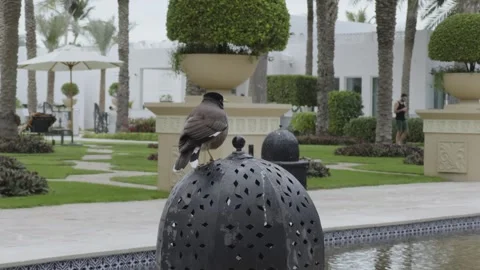 . Small bird sitting and singing. Video stock 288755115