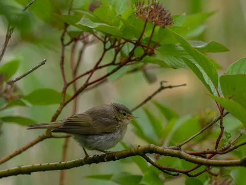 A small bird sitting on a branch. Common chiffchaff Foto stock