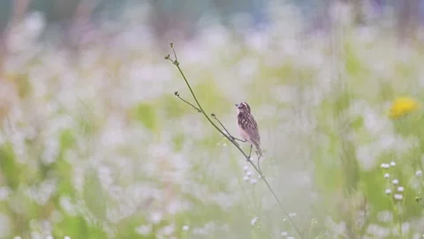 A small bird sitting on a branch in the field Stock Footage 278653634