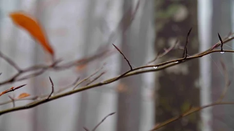 A small bird sitting on a branch Stock Footage 129948445