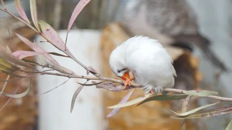 Small bird sitting on a branch Stock Footage 341009083
