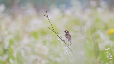 A small bird sitting on a branch in the summer flower, 4k video Stock Footage 279893866