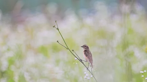 Small bird sitting on a branch in the summer flower, 4k footage Stock Footage 285545538
