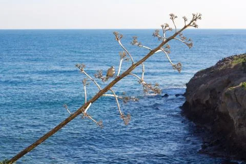 A small bird sitting on a branche in front of the ocean Stock Photos