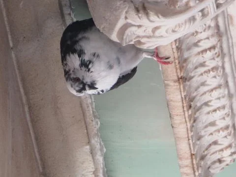 Small bird sitting in the corner Stock Photos