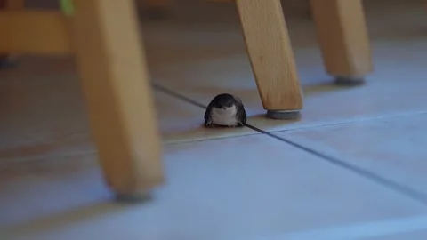 A small bird is sitting on the floor next to a wooden chair Stock Footage 296401727