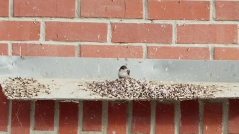A small bird is sitting on a ledge next to a brick wall Stock Footage 296401728