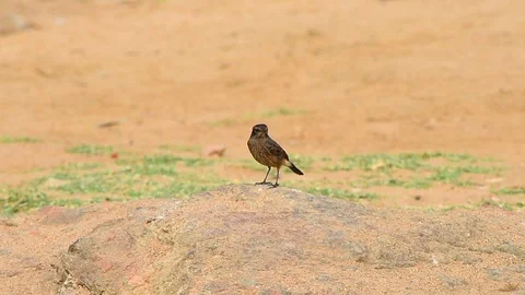 Small Bird Sitting On Rock Video stock 103690241