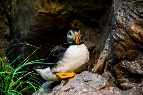 A small bird is sitting on a rock Stock Photos