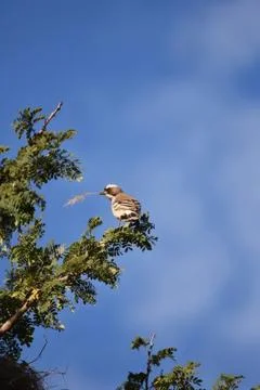 Small bird sitting on a tree branch under a blue sky Stockfoto's