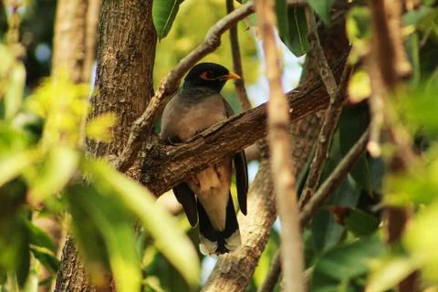 Small bird sitting in a tree Stock Photos