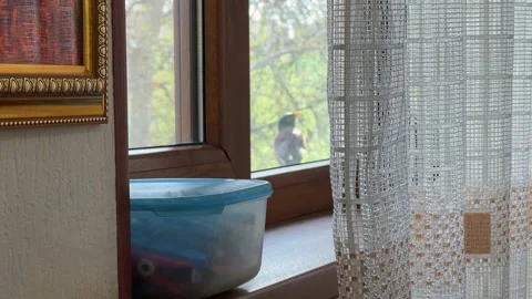 Small bird sitting on a windowsill behind lace curtain Stock Footage 330106000
