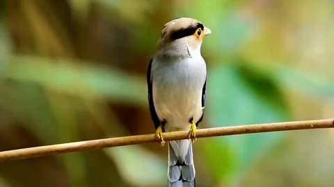 Small Bird Sitting on Wire Stock Footage 323143396