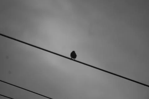 Small Bird Sitting On Wire Stock Photos