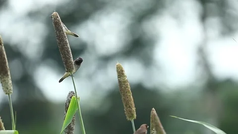 Small bird slow motion - scaly breasted munia Stock Footage 160461624