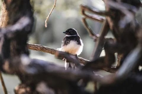 A small bird on a small tree Stock Photos