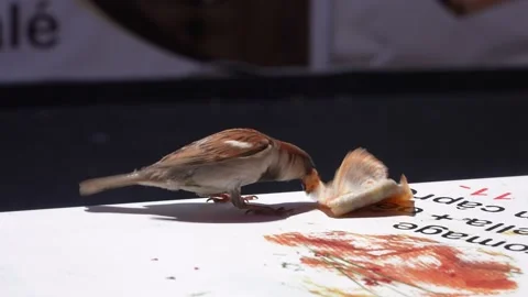 Small bird snatching chocolate crepe slow motion 库存影片 218039239