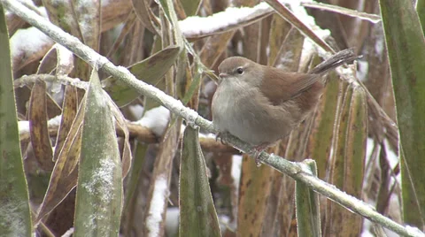 Small bird in snow winter storm perching in reeds, Cetti's Warbler Stock-Footage 33924639