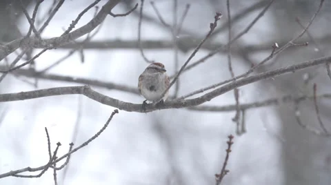 Small Bird On Snowy Tree Branch #2 Stock Footage 33997971