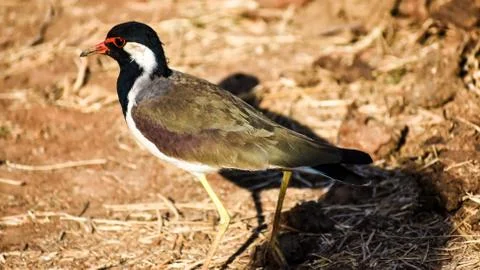 Small bird solo Stock Photos