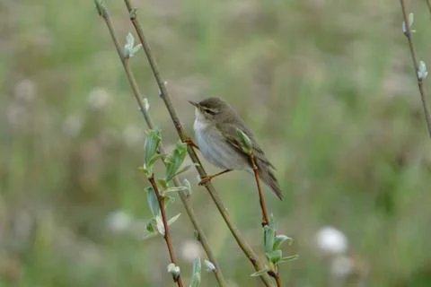 A small bird Sparrow Stock Photos