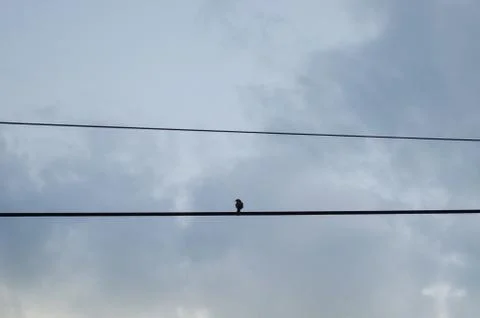 A small bird standing on the cable of light on a rural road, behind him the b Stock Photos