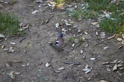 Small bird standing on forest ground Stock Photos