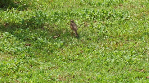 Small bird standing on green grass in natural outdoor setting, Stock Footage 284208632